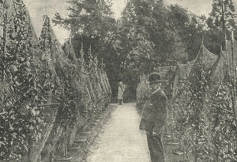 Illustration ancienne du travail de la vigne