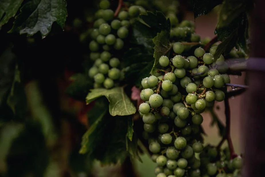 Le temps des vendanges